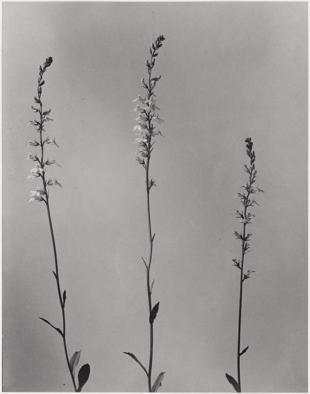 Lobelia spicata, Pale spiked Lobelia, from "Wildflowers of New England, Part IX"