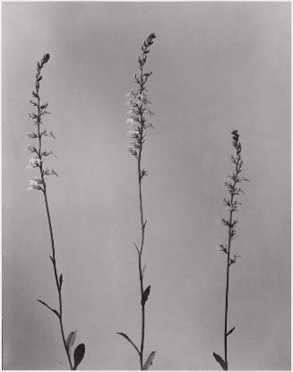 Lobelia spicata, Pale spiked Lobelia, from "Wildflowers of New England, Part IX"