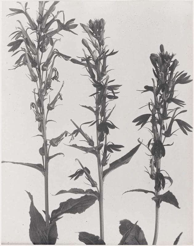 Lobelia cardinalis, Cardinal-flower, Red Lobelia, from "Wildflowers of New England, Part IX"