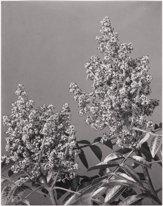 Rhus copallina. Black, Dwarf or Mountain Sumach