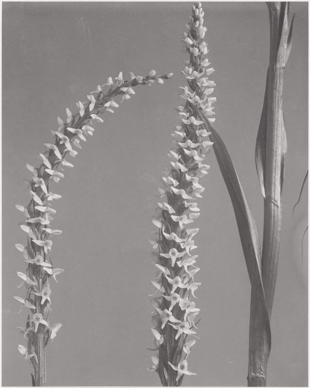 Habenaria Dilatata, Orchis, Tall white bog