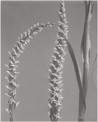 Habenaria Dilatata, Orchis, Tall white bog