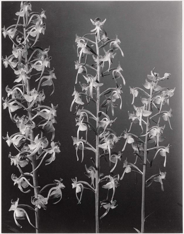 Habenaria Orbiculata. Large Round-leaved Orchis.