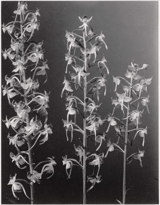 Habenaria Orbiculata. Large Round-leaved Orchis.