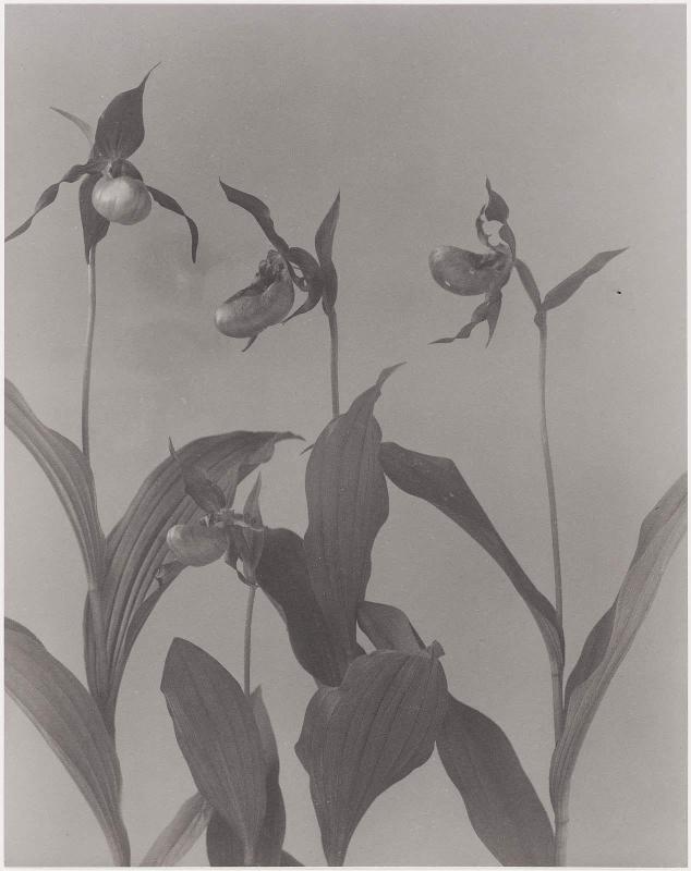 Cypripedium Parviflorum.  Small yellow lady's slipper, from "Wild Flowers of New England Part VII"