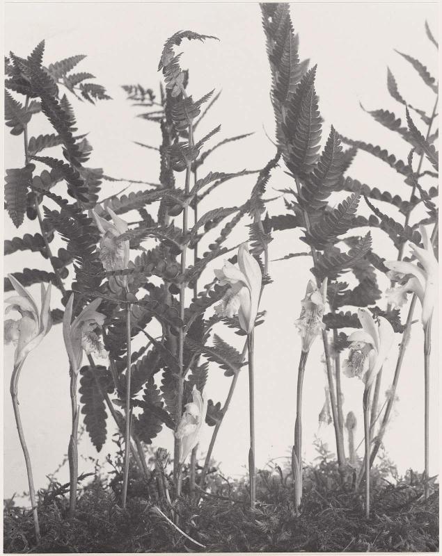 Arethusa bulbosa. Arethusa, from "Wild Flowers of New England Part VII"
