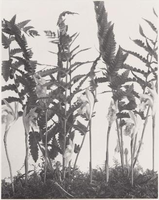 Arethusa bulbosa. Arethusa, from "Wild Flowers of New England Part VII"