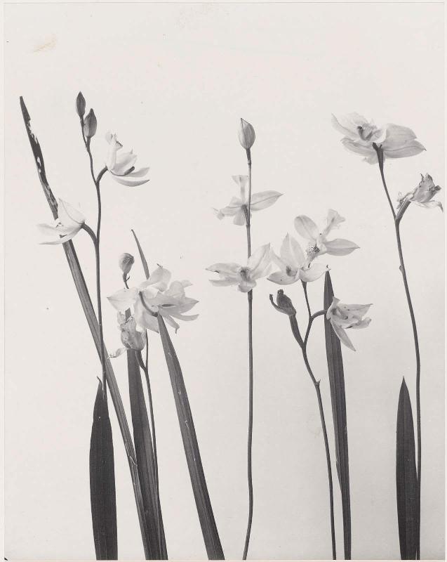 Calopogon pulchellus. Linodorum tuberosum. Grass prink. Calopogon, "Wild Flowers of New England Part VII"