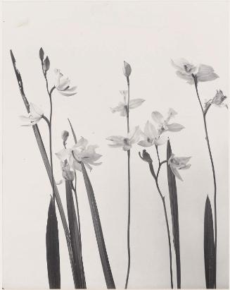 Calopogon pulchellus. Linodorum tuberosum. Grass prink. Calopogon, "Wild Flowers of New England Part VII"