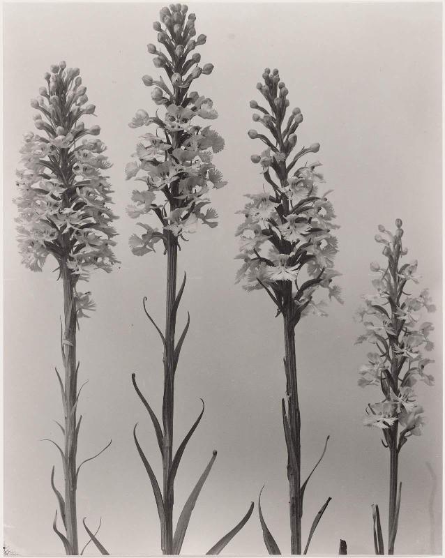 Habenaria Bycodes.  Small purple-fringed orchis, from "Wild Flowers of New England Part VII"