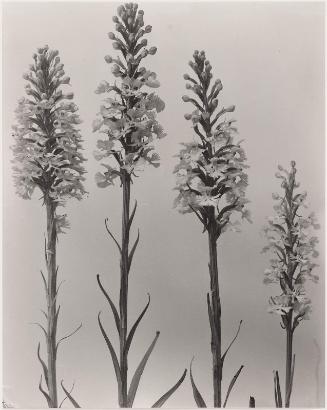 Habenaria Bycodes.  Small purple-fringed orchis, from "Wild Flowers of New England Part VII"