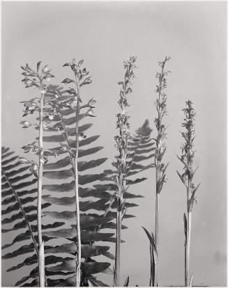 Corallorhiza multiflora and Habenaria hyperborea. Large coral-root and tall green orchis, "Wild Flowers of New England Part VII"