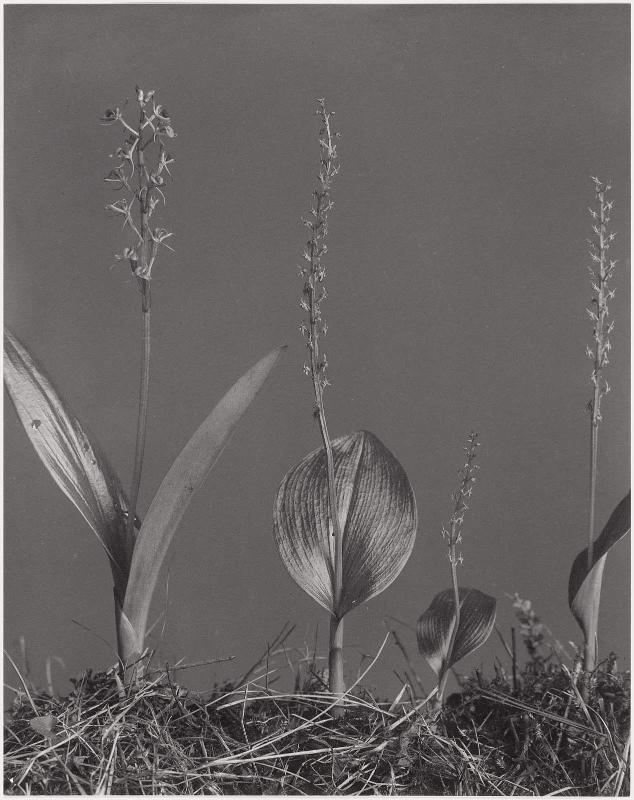 Liparis loeselii and microstylis monophyllos. Leptorchis lueselii and achroanthes monophylla. Loeselis twayblade and white adder's-mouth, from "Wild Flowers of New England Part VII"