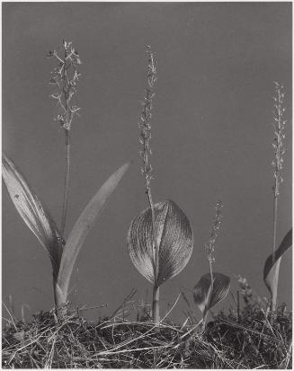 Liparis loeselii and microstylis monophyllos. Leptorchis lueselii and achroanthes monophylla. Loeselis twayblade and white adder's-mouth, from "Wild Flowers of New England Part VII"