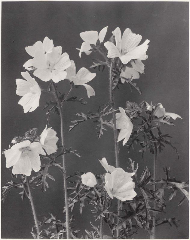 Malva Moschata. Musk Mallow, from "Wildflowers of New England, Part IX"