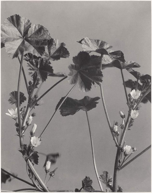 Malva Rotundifolia. Low, Dwarf or Running Mallow. Cheeses, from "Wildflowers of New England, Part IX"