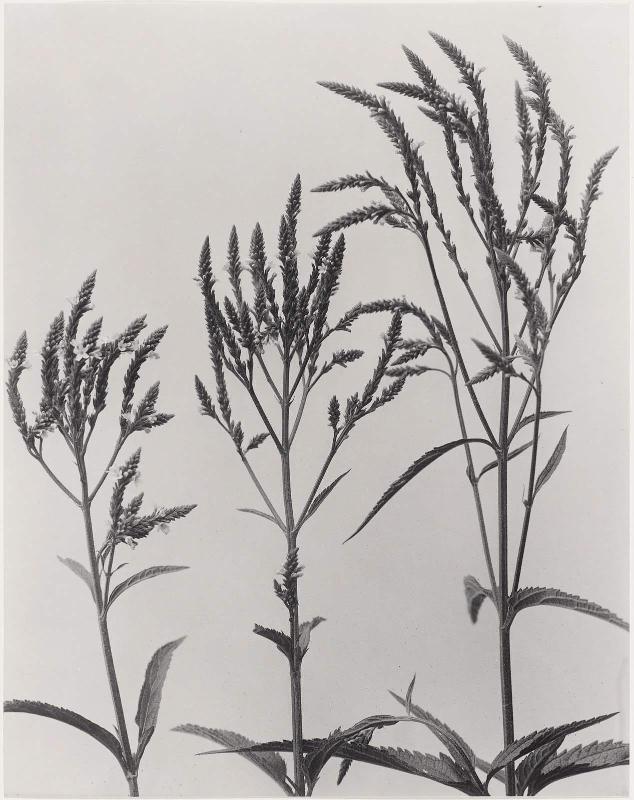 Verbena Hastata, Blue Verain, Wild Hyssop, from "Wildflowers of New England, Part IX"