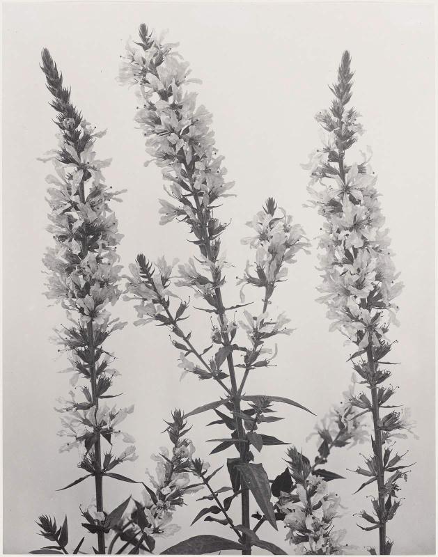 Lythrum salicaria, Spiked or purple loosestrife, from "Wildflowers of New England, Part IX"