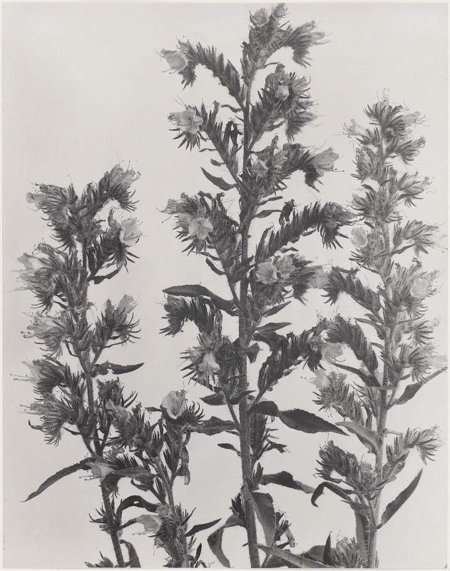 Echium vulgare, Blue-weed, Jiper's Bugloss, from "Wildflowers of New England, Part IX"