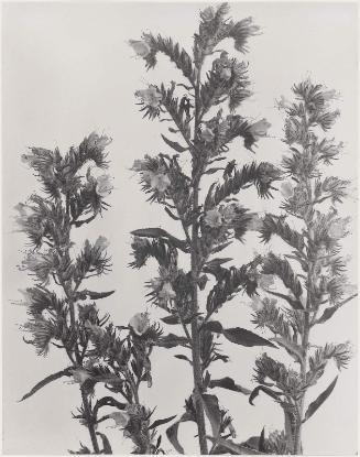 Echium vulgare, Blue-weed, Jiper's Bugloss, from "Wildflowers of New England, Part IX"