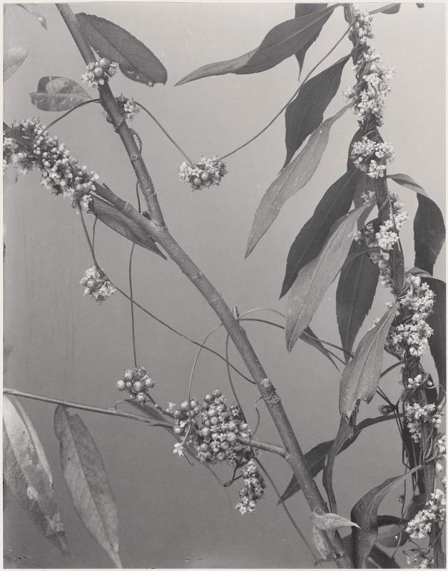 Cuscuta Gronovii, Dodder Love-vine, from "Wildflowers of New England, Part IX"