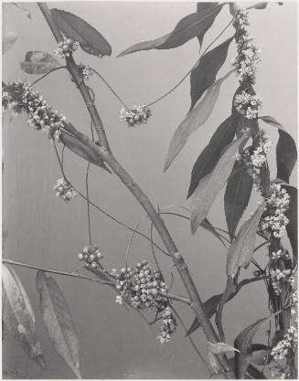 Cuscuta Gronovii, Dodder Love-vine, from "Wildflowers of New England, Part IX"