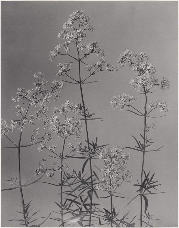 Galium poreale, Northern bedstraw, from "Wildflowers of New England, Part IX"