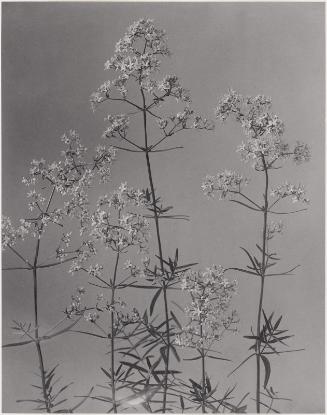 Galium poreale, Northern bedstraw, from "Wildflowers of New England, Part IX"