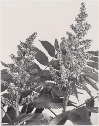 Rhus typhina, Rhus hirta, Staghorn sumac, from "Wildflowers of New England, Part IX"