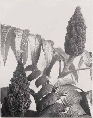 Rhus typhina, Rhus hirta, Fruit of Staghorn sumac, from "Wildflowers of New England, Part IX"