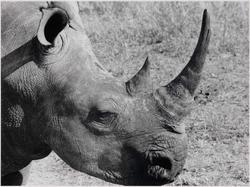 Rhinoceros, Zimbabwe