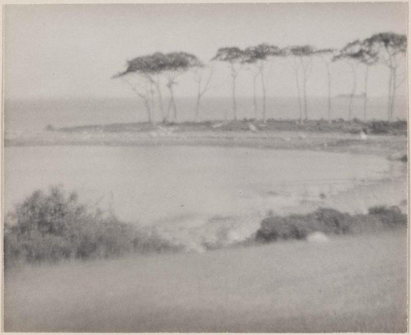 Ocean and Trees