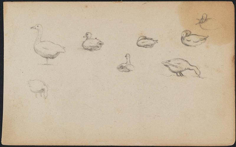 Eight Fowl: Ducks and Geese from Sketchbook of Colombia, Florida and Massachusetts