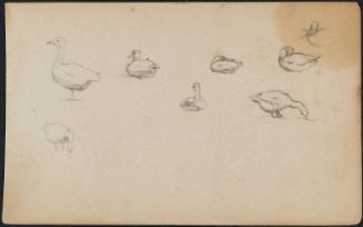 Eight Fowl: Ducks and Geese from Sketchbook of Colombia, Florida and Massachusetts