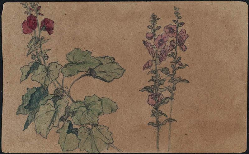 Hollyhocks, from Sketchbook of Colombia, Florida and Massachusetts