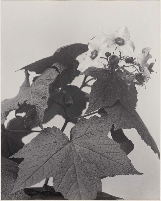 Purple-flowering Raspberry (Rubus Odoratus) from Wildflowers of New England