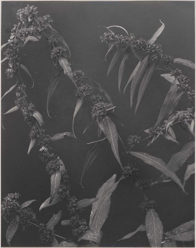 Wreath or Blue-Stemmed Golden-Rod (Solidago Caesia) from Wildflowers of New England