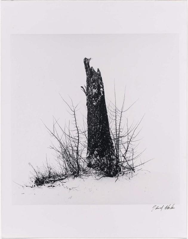Untitled (Tree Stump, Lars Anderson Park, Brookline)
