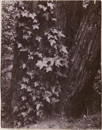Climbing Ivy