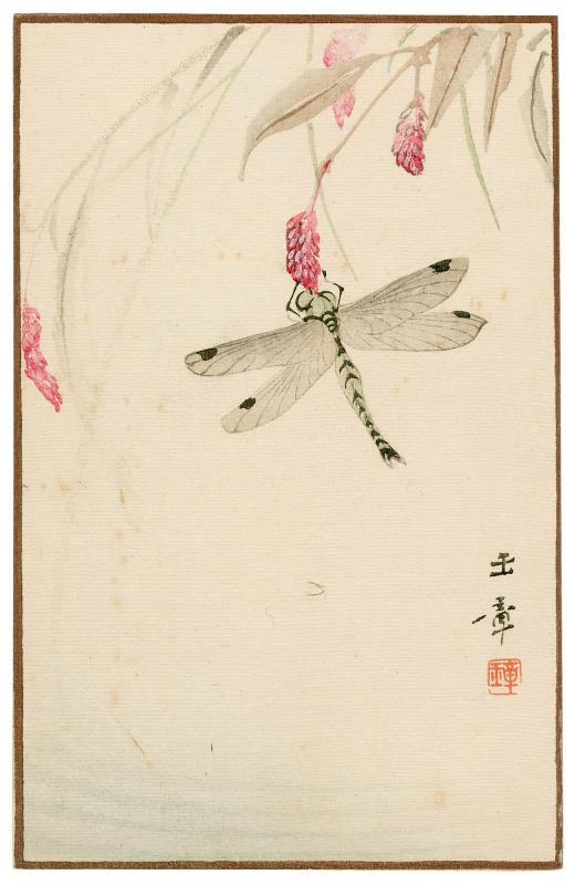 Dragonfly (Akitsu) from the series Sunbikai Cards by Gyokusho (Gyokusho sunga)