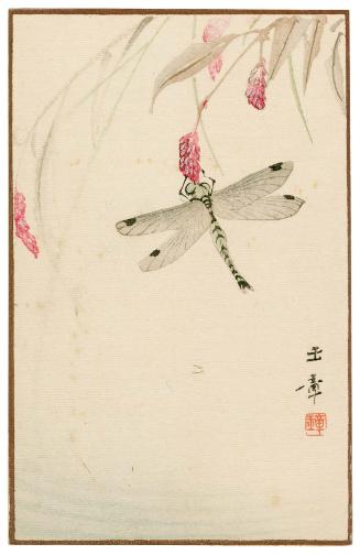 Dragonfly (Akitsu) from the series Sunbikai Cards by Gyokusho (Gyokusho sunga)