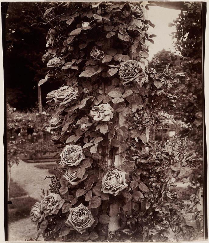 Roses at L'Haÿ