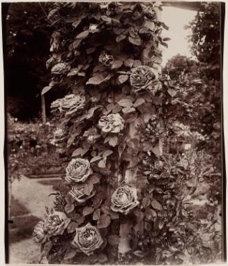 Roses at L'Haÿ
