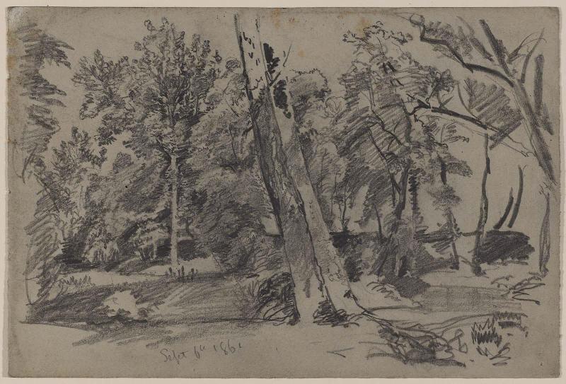 Trees in the Woods