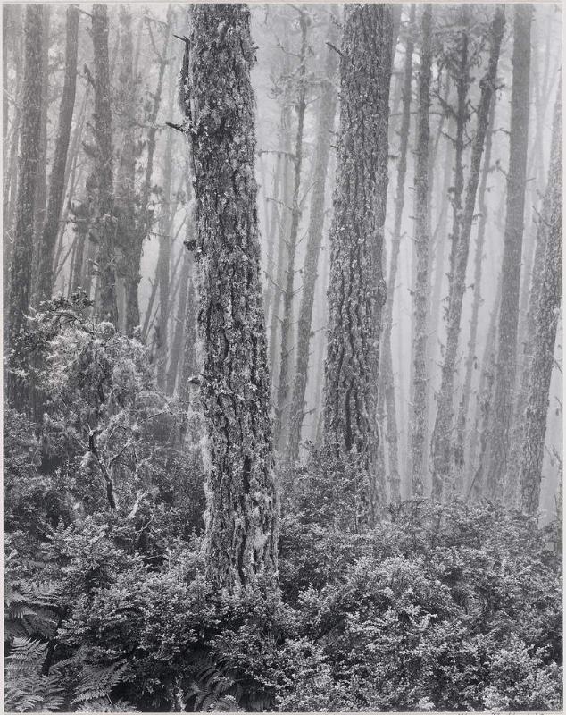 Del Monte Forest
