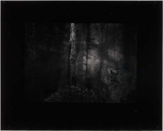 Ritual Ground, Nesscliffe, Shropshire, England