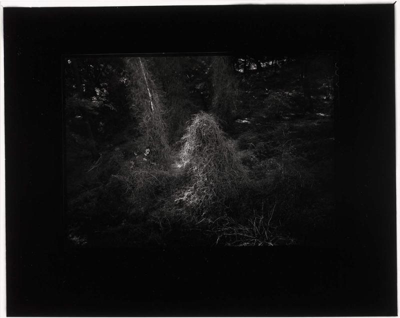 Guardians Ghosting, Humboldt County, California