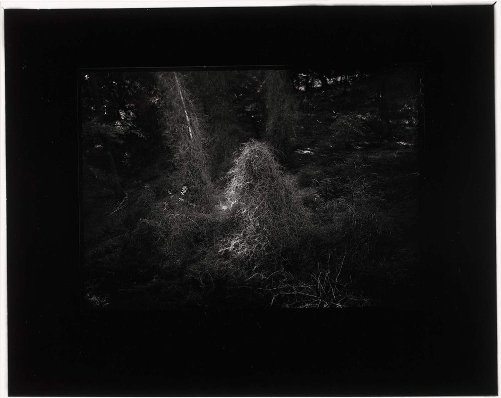 Guardians Ghosting, Humboldt County, California