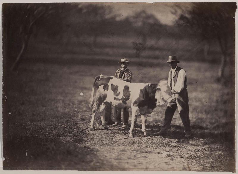 Two Men Posing a Bull