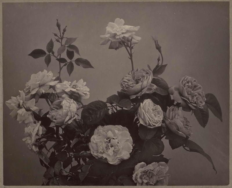 Study of Roses